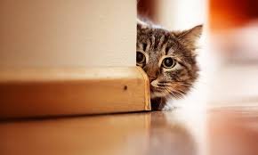 Dia do Gato: Fatos e fakes do comportamento felino