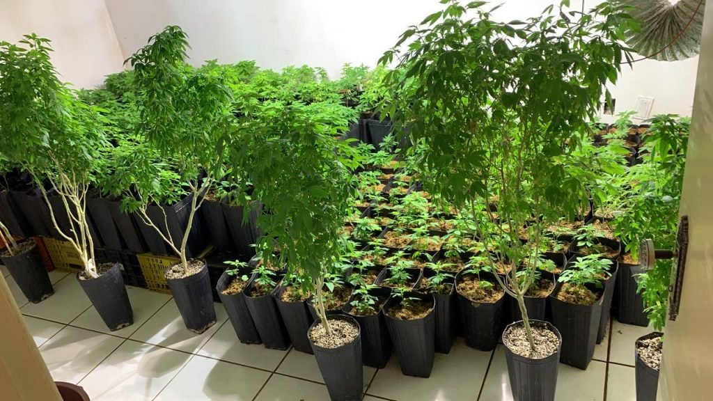Polícia encontra plantação com 500 pés de maconha em Itu