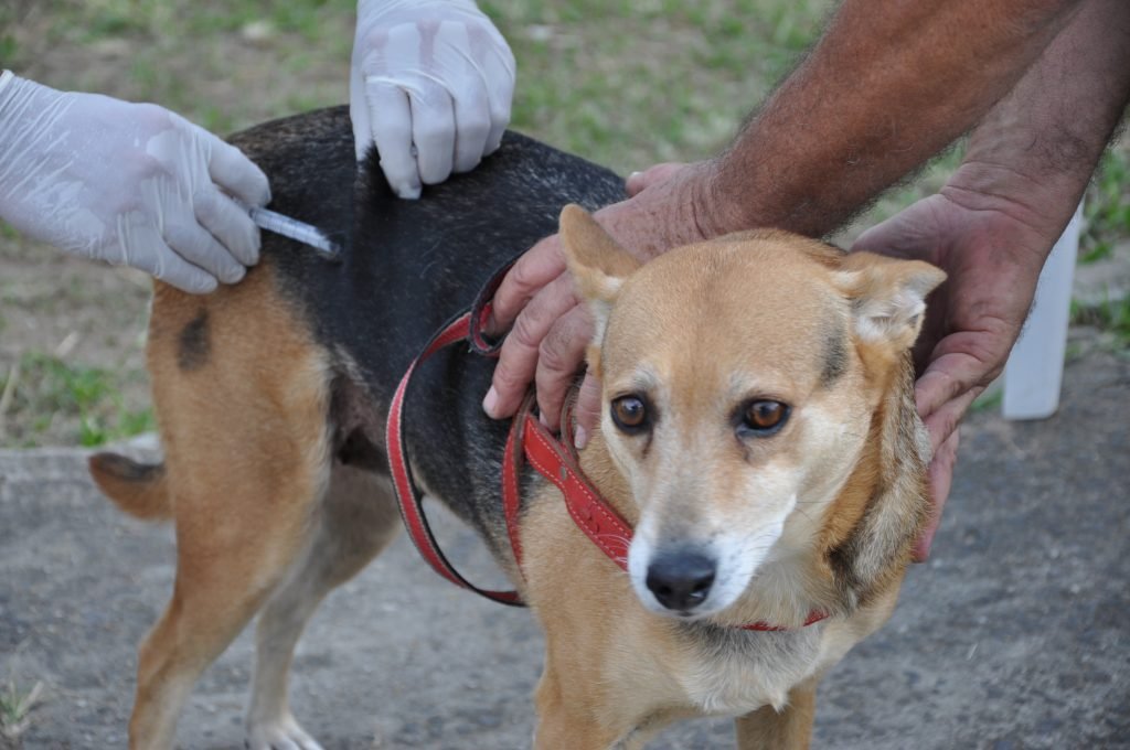 Campanha de Vacinação Antirrábica começa neste sábado