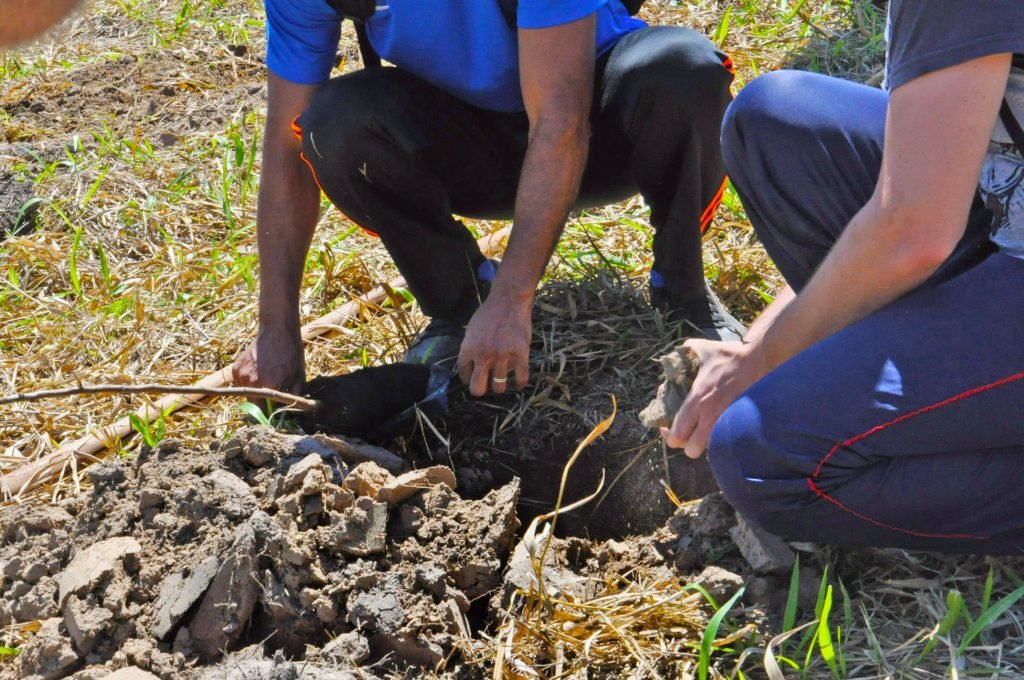 Hora Verde realiza plantio simultâneo em nove cidades no dia 20