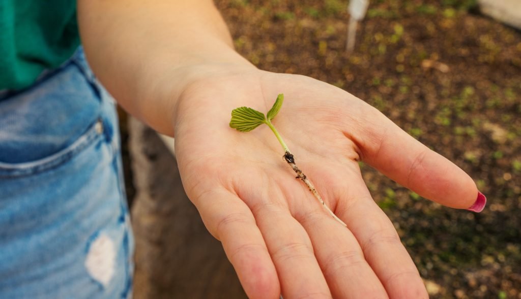 Heineken e SOS Mata Atlântica doam mudas de árvores para escolas de Itu