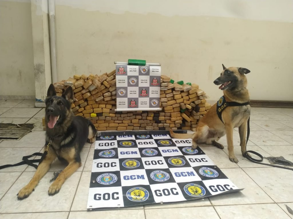 PMs e GCMs de Salto encontram caminhão com 253 kg de maconha