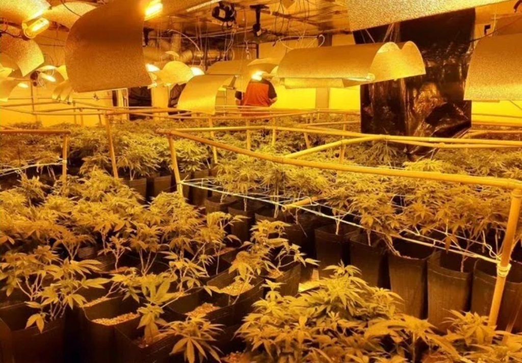 Polícia Civil encontra galpão de “supermaconha” em Salto